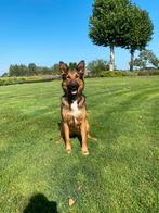 Puppy’s 75% Duitse herder x 25% labrador, Dieren en Toebehoren, 8 tot 15 weken, Meerdere, Meerdere dieren, Herder