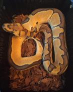 Ball Python, Dieren en Toebehoren, Reptielen en Amfibieën, Slang, Tam, 0 tot 2 jaar