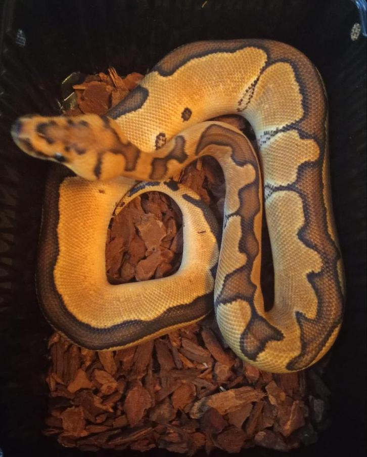 Ball Python