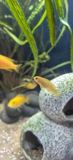 Jonge malawi cichliden pseudotropheus saulosi, Dieren en Toebehoren, Vissen | Aquariumvissen, Vis, Zoetwatervis