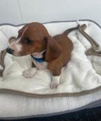 Teckeltje puppy's, Dieren en Toebehoren, Standaard, CDV (hondenziekte), 8 tot 15 weken, Korthaar