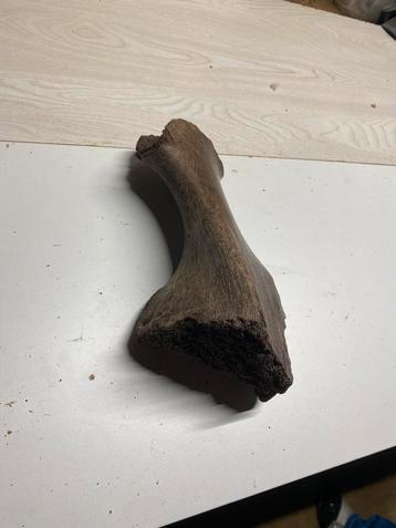 Mooie heup van een vermoedelijke wolharige neushoorn. beschikbaar voor biedingen
