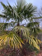 Mooie winterharde palmboom, Ophalen, Gehele jaar, Volle zon, Zaad