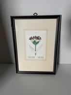 Vintage Botanische Print - Gentiaan, Ophalen of Verzenden