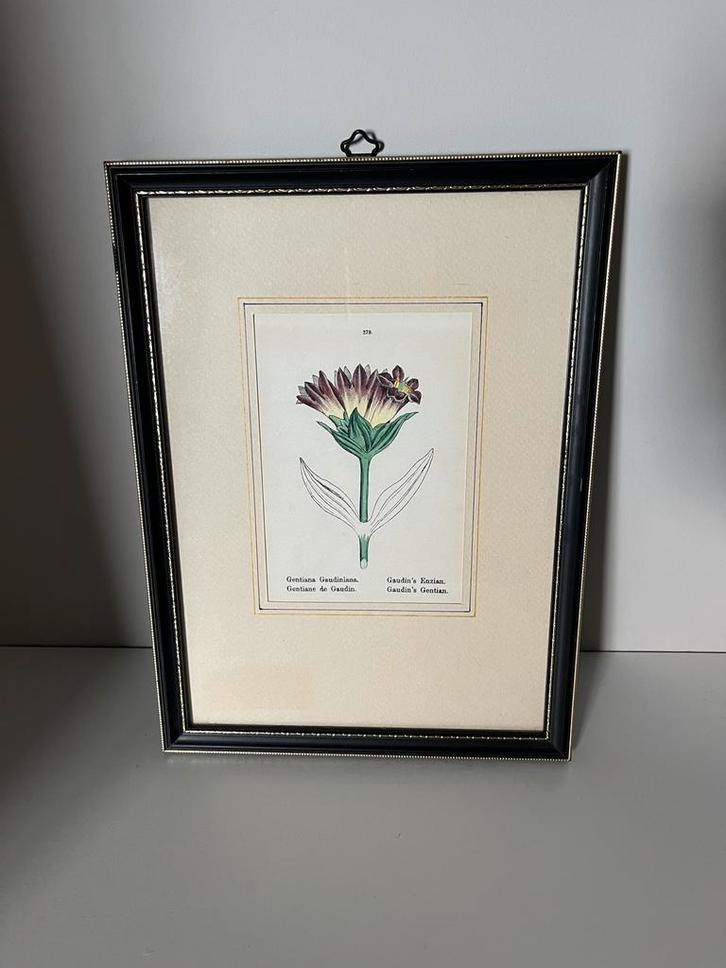 Vintage Botanische Print - Gentiaan, Antiek en Kunst, Kunst | Tekeningen en Foto's, Ophalen of Verzenden