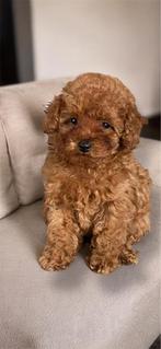 Toy poedel teefje 8week, Dieren en Toebehoren, Honden | Chihuahua's en Gezelschapshonden, Poedel, CDV (hondenziekte), 8 tot 15 weken