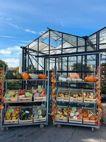 Sierfruit Pompoenen Mix groot en klein beschikbaar voor biedingen