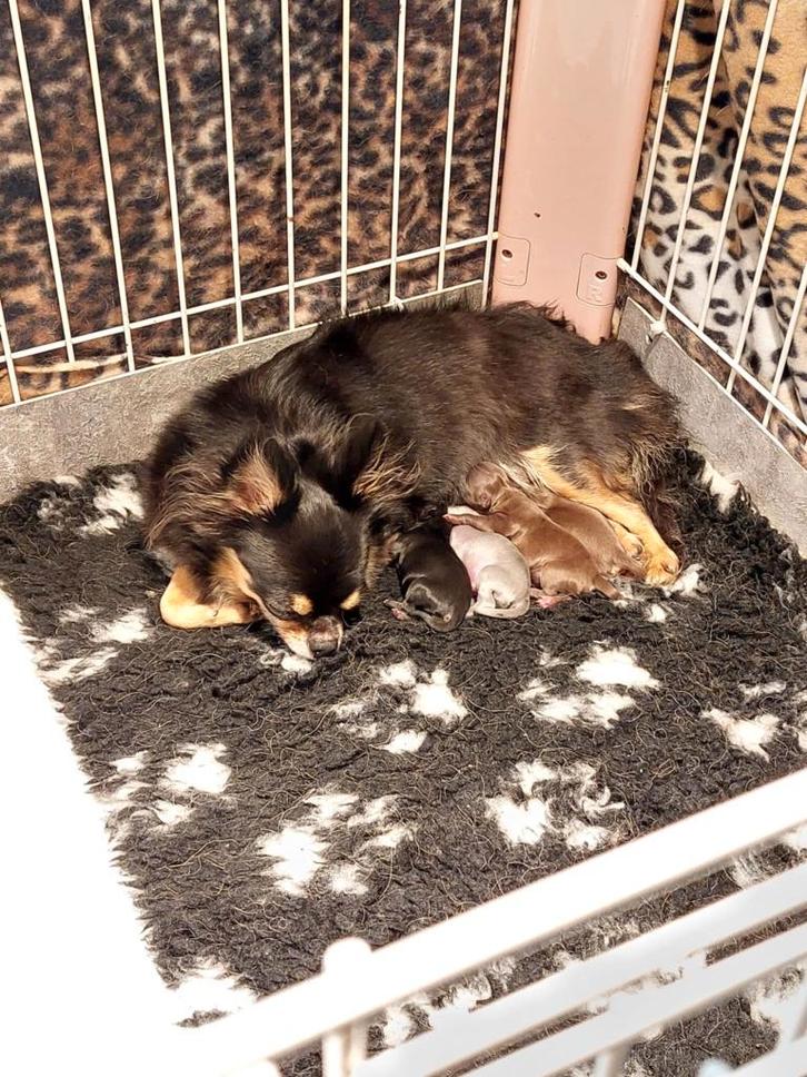 Mooie lieve zeer sociale Chihuahua pup teefje, Dieren en Toebehoren, Honden | Chihuahua's en Gezelschapshonden, Meerdere dieren