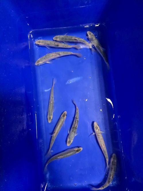Actie Blauwe winde 18-20cm 10 euro per stuk 3 + 1 gratis, Dieren en Toebehoren, Vissen | Vijvervissen, Overige soorten