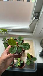 Madagascar jewel stekken, Ophalen of Verzenden