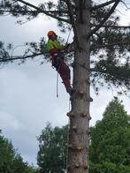 Boomverzorging kappen snoeien ETW, Diensten en Vakmensen, Tuinmannen en Stratenmakers, Tuinonderhoud of Snoeiwerk