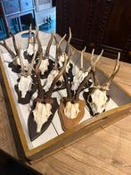 "HENDRICKX "  Geweitjes Reebok 10 stuks., Ophalen of Verzenden, Gebruikt, Hert, Gewei of Kop