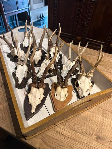 "HENDRICKX "  Geweitjes Reebok 10 stuks. beschikbaar voor biedingen