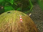 Crystal red garnalen / PRL / Cardina garnalen, Dieren en Toebehoren, Kreeft, Krab of Garnaal