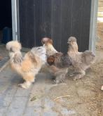 USA zijdehoenderkriel & Cochin hen en prachtige hanen ✨, Dieren en Toebehoren, Meerdere dieren, Kip