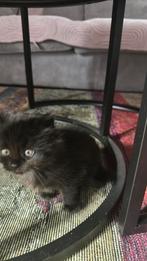 Britse korthaar, Dieren en Toebehoren, Poes