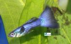 Guppy - Blue Moscow, Dieren en Toebehoren, Vis, Zoetwatervis