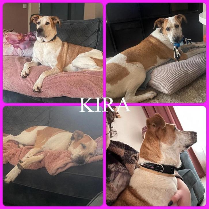 Kira DE liefste hond zoekt jou!, Dieren en Toebehoren, Honden | Niet-rashonden, Middel, Teef, Particulier, Eén hond, Nederland