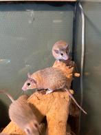 Stekelmuizen/Stekelmuis, Juni, Muis, Meerdere dieren, Tam