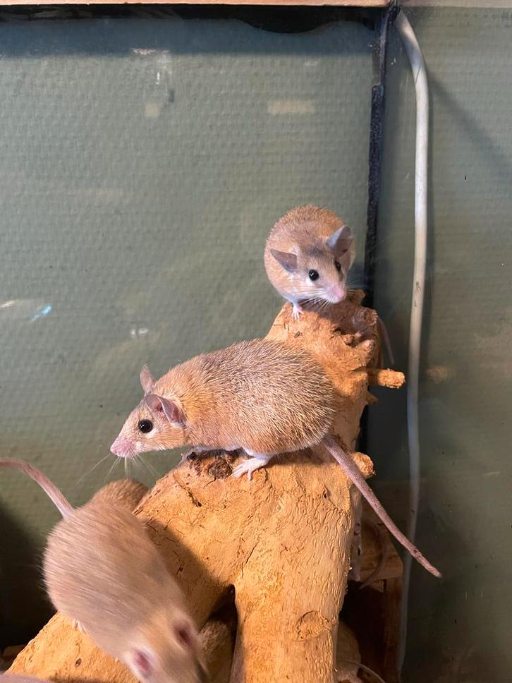 Stekelmuizen/Stekelmuis, Dieren en Toebehoren, Knaagdieren, Meerdere dieren, Muis, Juni, Tam