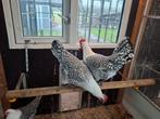 Groninger Meeuw Zilverpel, Dieren en Toebehoren, Pluimvee, Meerdere dieren, Kip