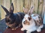 Konijnen, 2 voedsters, Dieren en Toebehoren, Konijnen, Meerdere dieren, Dwerg, 0 tot 2 jaar