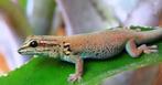 Vrouwelijke Lygodactylus williamsi gezocht!, Dieren en Toebehoren, Slang, 0 tot 2 jaar