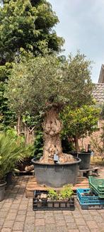Europaea Bonsai olijfboom, Tuin en Terras, Planten | Bomen, Ophalen, Volle zon, Olijfboom, 100 tot 250 cm