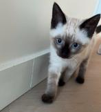 Super lieve siamese kitten, Dieren en Toebehoren, Katten en Kittens | Overige Katten, Poes