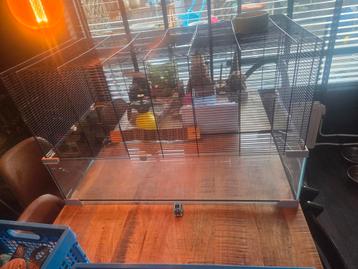 Hamster/caviakooi beschikbaar voor biedingen
