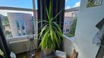 Div. planten (sterke Yucca, Kentiapalm, 2x Woestijnroos), Huis en Inrichting, Kamerplanten, Ophalen, 100 tot 150 cm, Halfschaduw