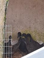 Cacki Campbell eenden 5 stuks, Dieren en Toebehoren, Pluimvee, Eend