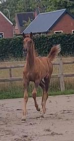 Merrieveulen Next Romancier  Uphill Flemmingh, Dieren en Toebehoren, Paarden, Merrie, Dressuurpaard, 0 tot 2 jaar