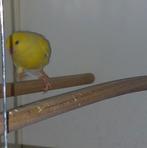 4-0 kanaries, Dieren en Toebehoren, Vogels | Kanaries, Mannelijk, Kleurkanarie