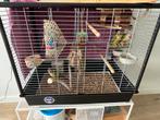 3 pyrruhra s zoeken nieuw huis, Dieren en Toebehoren, Vogels | Parkieten en Papegaaien, Meerdere dieren, Parkiet, Geringd
