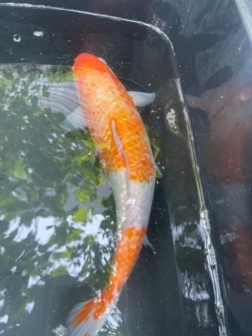 Japanse kohaku ginrin 40 cm beschikbaar voor biedingen
