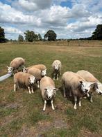 Texelaar ooien, Meerdere dieren, Schaap