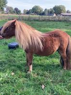 ZEER MOOIE  Merrie (vos mini shetlander)evt.met merrieveulen, Merrie
