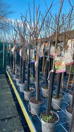 Fruitbomen halfstam €30 !, Ophalen, Lente, Volle zon, Overige soorten