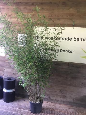 Fargesia Nitida Great Wall, niet woekerende bamboe!!! beschikbaar voor biedingen