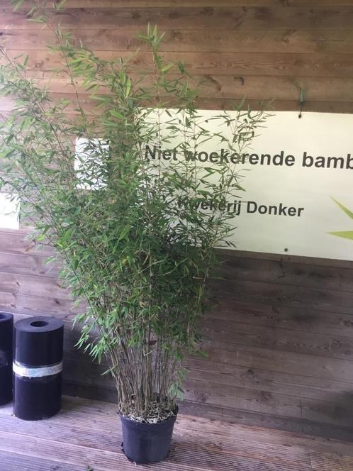 Fargesia Nitida Great Wall, niet woekerende bamboe!!!, Tuin en Terras, Planten | Struiken en Hagen, Struik, Bamboe, 250 cm of meer