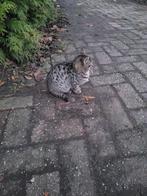 2 kittens, Dieren en Toebehoren, Ophalen, Nieuw