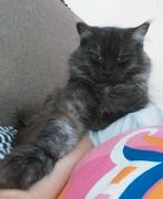 Lieve Maine coon poezen, Poes, Gechipt