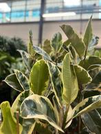 Ficus Elastica Tineke XL - Kamerplant, Ophalen, Ficus, 100 tot 150 cm, Halfschaduw
