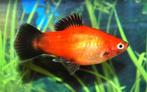 Hobbyaquarium Platy / XIPH MAC Gold Wagtail 5=€10, Vis, Zoetwatervis, Schoolvis