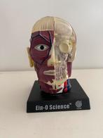 Anatomisch model hoofd, Ophalen, Zo goed als nieuw, Mens