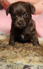 Dwergpoedel/chihuahua puppy's, Dieren en Toebehoren, Poedel, 8 tot 15 weken, Meerdere, Meerdere dieren