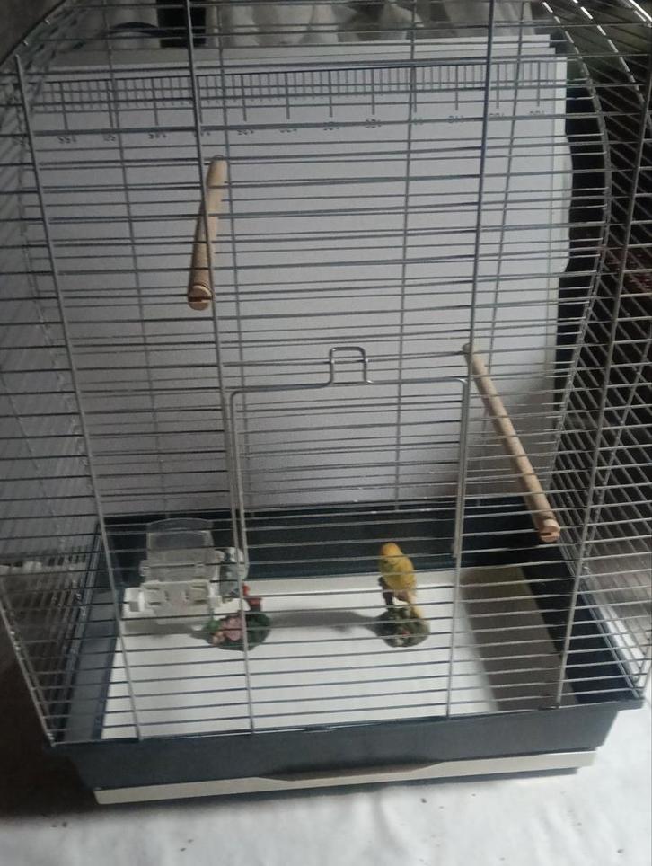 Kanarie en Parkieten vogelkooi, Dieren en Toebehoren, Vogels | Hokken en Kooien, Vogelkooi, Metaal, Ophalen