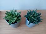 2 vetplantjes in kopjes haworthia 10cm, Huis en Inrichting, Kamerplanten, Ophalen, Vetplant, Halfschaduw, In pot