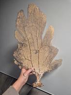 Zeewier waaier, Ophalen of Verzenden, Fossiel